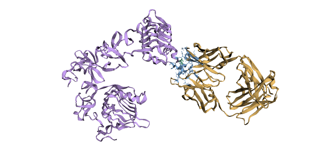 Receptor and antibody with their binding interface highlighted